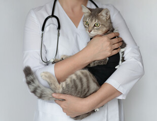 Pet after cavitary operation, castration, sterilization. Veterinarian doctor with stethoscope...