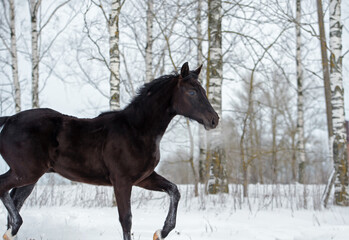 black beautiful colt 6 month old running at snowy field. cloudy winter day