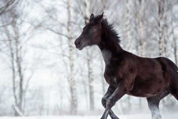 black beautiful colt 6 month old running speedly at snowy field. close up. cloudy winter day