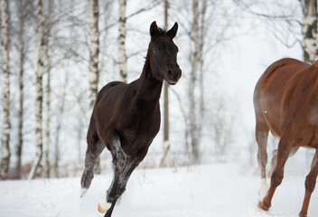 Fototapeta na wymiar black beautiful colt 6 month old running speedly at snowy field. close up. cloudy winter day