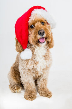 dog wearing santa hat