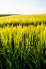Juicy fresh ears of young green barley on nature in summer field with a blue sky. Green barley field.