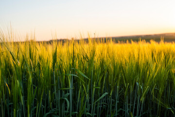Fototapeta premium Barleys sprout growing in soil. Close up on sprouting barley.