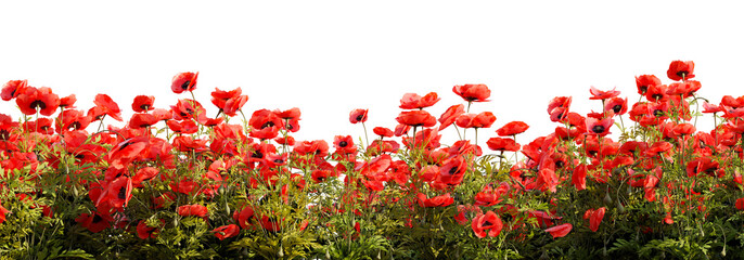 Field of red poppy flowers on white transparent background. 3D rendering illustration. - obrazy, fototapety, plakaty
