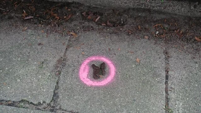 Dog Poop Left Uncleaned on Sidewalk Marked with Pink Spray Paint
