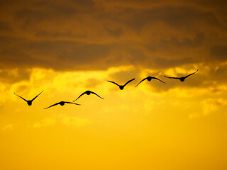 Flock of birds flying against moody sky