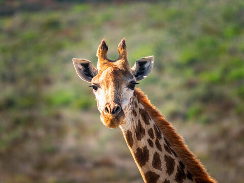 South Africa, Western Cape, Portrait of giraffe in savannah