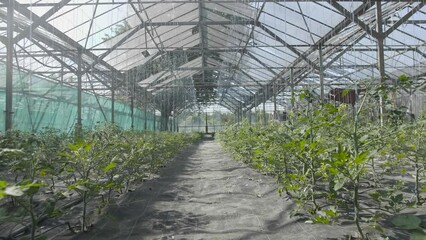  green house gardening beginning start new season vegetables tomatoes ladder path camera move ahead