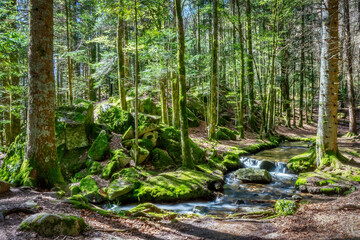 Mossy forest stream in spring, Vosges mountains, France