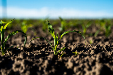 Close up macro shot of young corn sprouts growing in a soil on agricultural field.