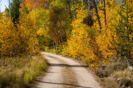USA, Idaho, Stanley, Dirt road in forest at autumn 