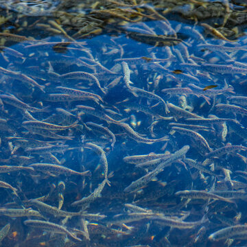 Immature trout in fish hatchery ponds&nbsp;