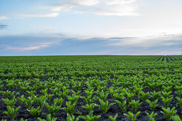 Beet root sprouts. Beetroot seedling in fertile soil on the agricultural field with blue sky. Agriculture, healthy eating, organic food, growing, cornfield.