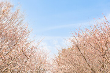Fototapeta premium 桜と青空