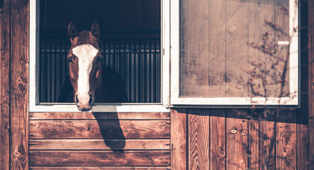 Horse Looking Out of the Stall Window