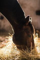 Horse Peacefully Eating Hay in the Stall