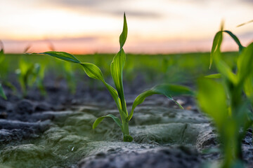 Corn sprouts. Maize seedling in fertile soil on the agricultural field with blue sky. Agriculture, healthy eating, organic food, growing, cornfield.