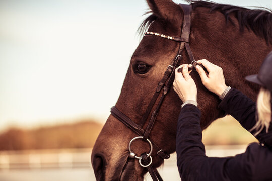 Horse Girl Fastening the Strap on the Bridle