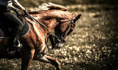 Chestnut Sport Horse Galloping in the Field