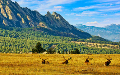 Group of male elk relax on a mesa near Boulder, Colorado's Flatirons
