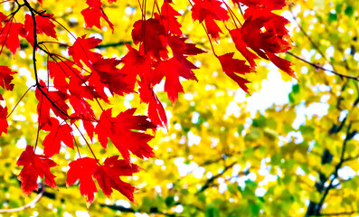 The leaves of the sugar maple tree turn bright scarlet in the fall - obrazy, fototapety, plakaty