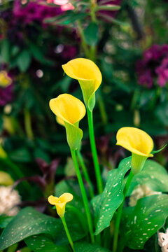 Fototapeta Close-up of yellow lilies