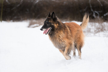 old tervueren belgian shepherd dog running in the snow in winter
