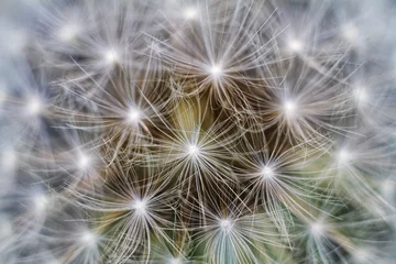 Abwaschbare Fototapete dandelion seed head © Марина Савченко