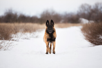 young tervueren belgian shepherd dog running in the snow in winter