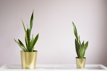 Dos plantas de sansevieria trifasciata, también llamada espada de san jorge,  en maceta dorada sobre fondo neutro.