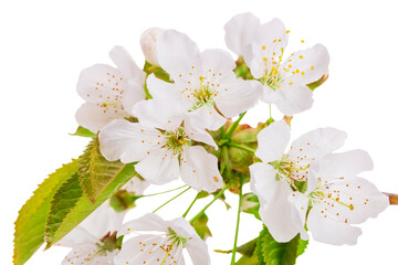Kirschblüten an einem Kirschbaum