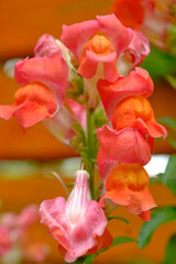 Löwenmäulchen, Antirrhinum majus