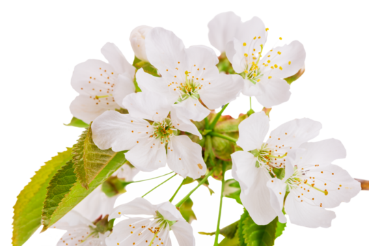 Kirschblüten an einem Kirschbaum