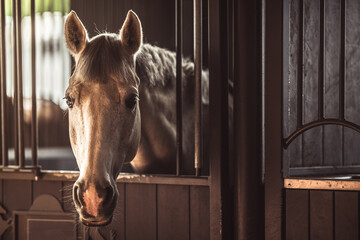 Cute Grey Horse in the Stall - 568896633