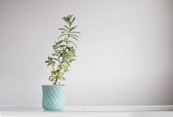 Planta de kalanchoe tomentosa en maceta de cerámica azul turquesa sobre fondo neutro.