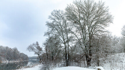Picturesque snowy trees on the bank of the river in a winter atmosphere after a snowfall. Forest in the snow on the riverbank and the reflection of trees in the water, the gray sky before the snowfall
