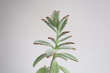 Detalle de planta de kalanchoe tomentosa donde se aprecian sus hojas aterciopeladas