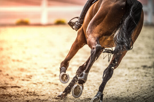 Sport Horse in Dynamic Movement