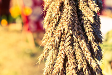 Fresh Wheat Seeds Closeup