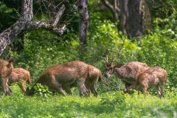 Javan rusa, Rusa timorensis in Baluran National Park, East Java, Indonesia 