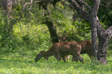 Javan rusa, Rusa timorensis in Baluran National Park, East Java, Indonesia 