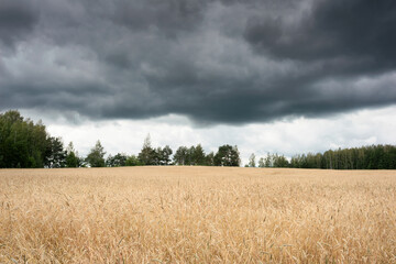 Obraz premium Summer landscape