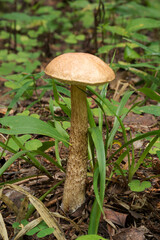 Wildlife of Europe- edible and inedible mushrooms growing in forest.