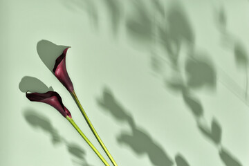Dark purple Calla lily flowers on green background with sunlight shadows from leaves. Lifestyle image flat lay style. Blossoming flower, flowery aesthetic design. Bouquet of fresh Calla lilies