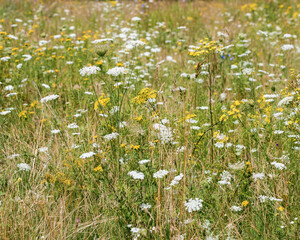 Field grass is blooming beautifully, white and yellow  wildflowers as natural background. Nature aesthetics flowering Crepis tectorum, Heracleum plants, nature scene, wild growth flowers