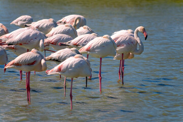 Panoramic close-up of a group of Greater Flamingos (Phoenicopterus roseus) in the Camargue, Bouches du Rhone, South of France