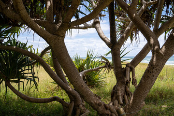 tree on the beach
