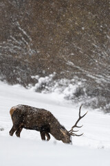 Red deer, Cervus elaphus. Deer in the meadow on a snowy day. Bieszczady Mountains, Carpathians, Poland.
