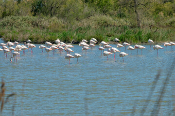 Landscape of a wetland in the Camargue, with Greater Flamingos (Phoenicopterus roseus) in the water, Bouches du Rhone, South of France