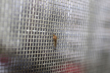 A mosquito sits on a mosquito net.